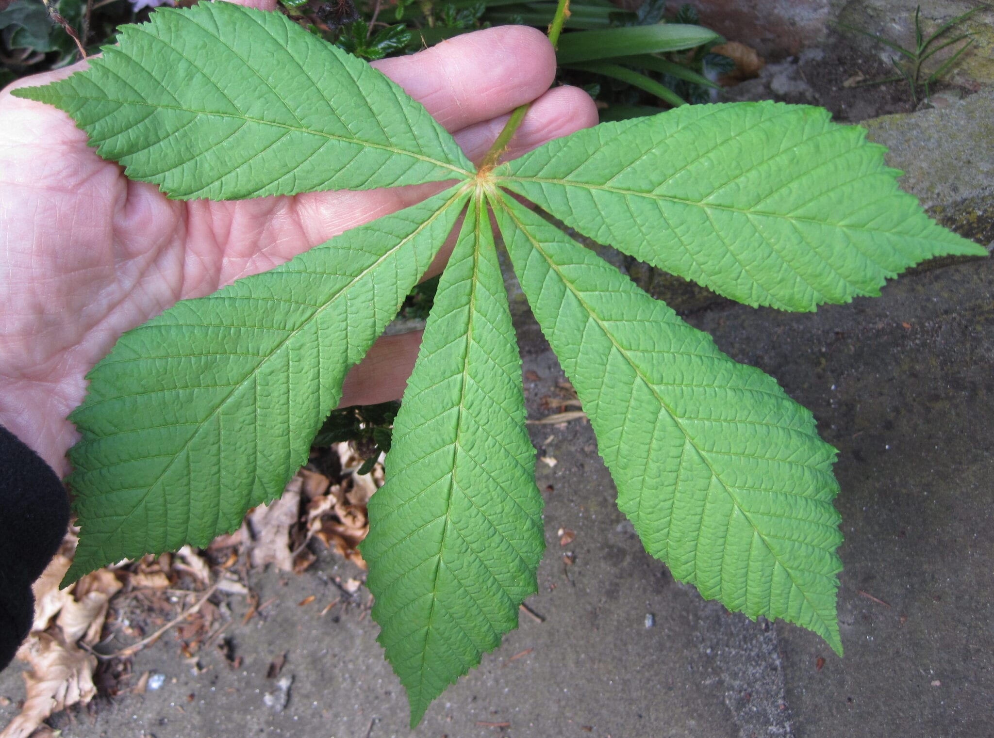 horse chestnut palmate leaf