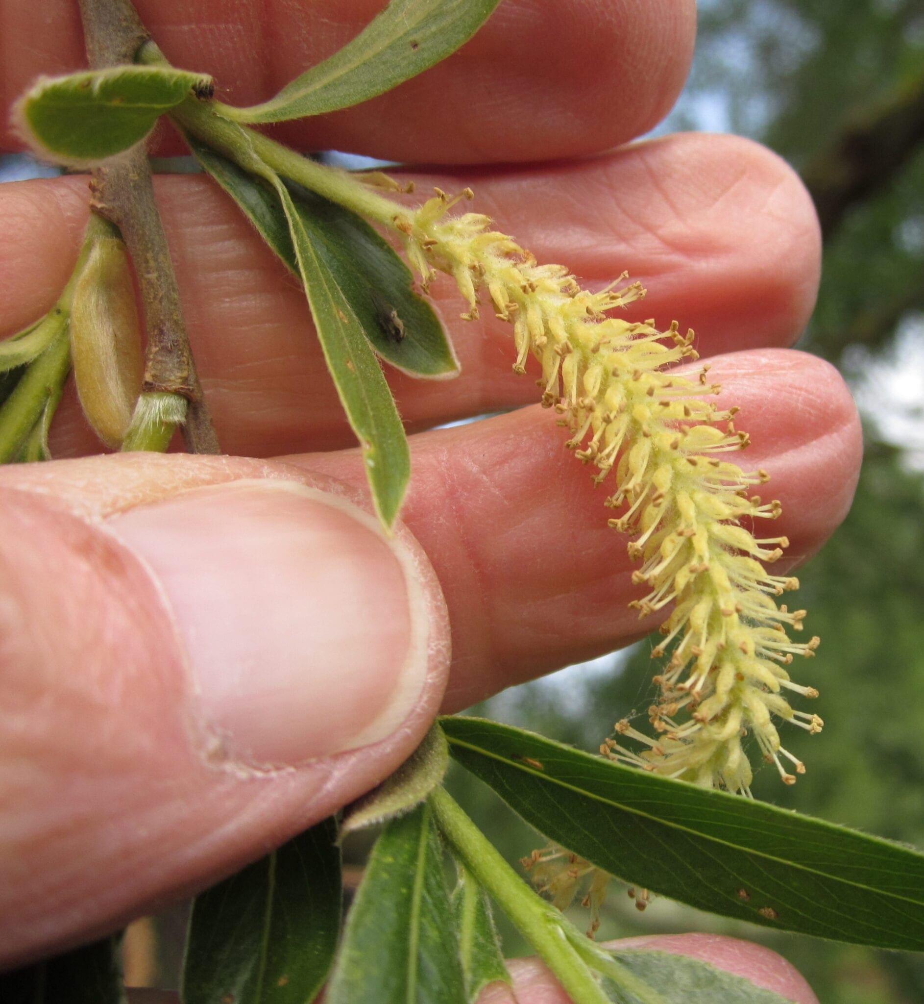 Catkins Tree Guide UK Tree identification by catkins
