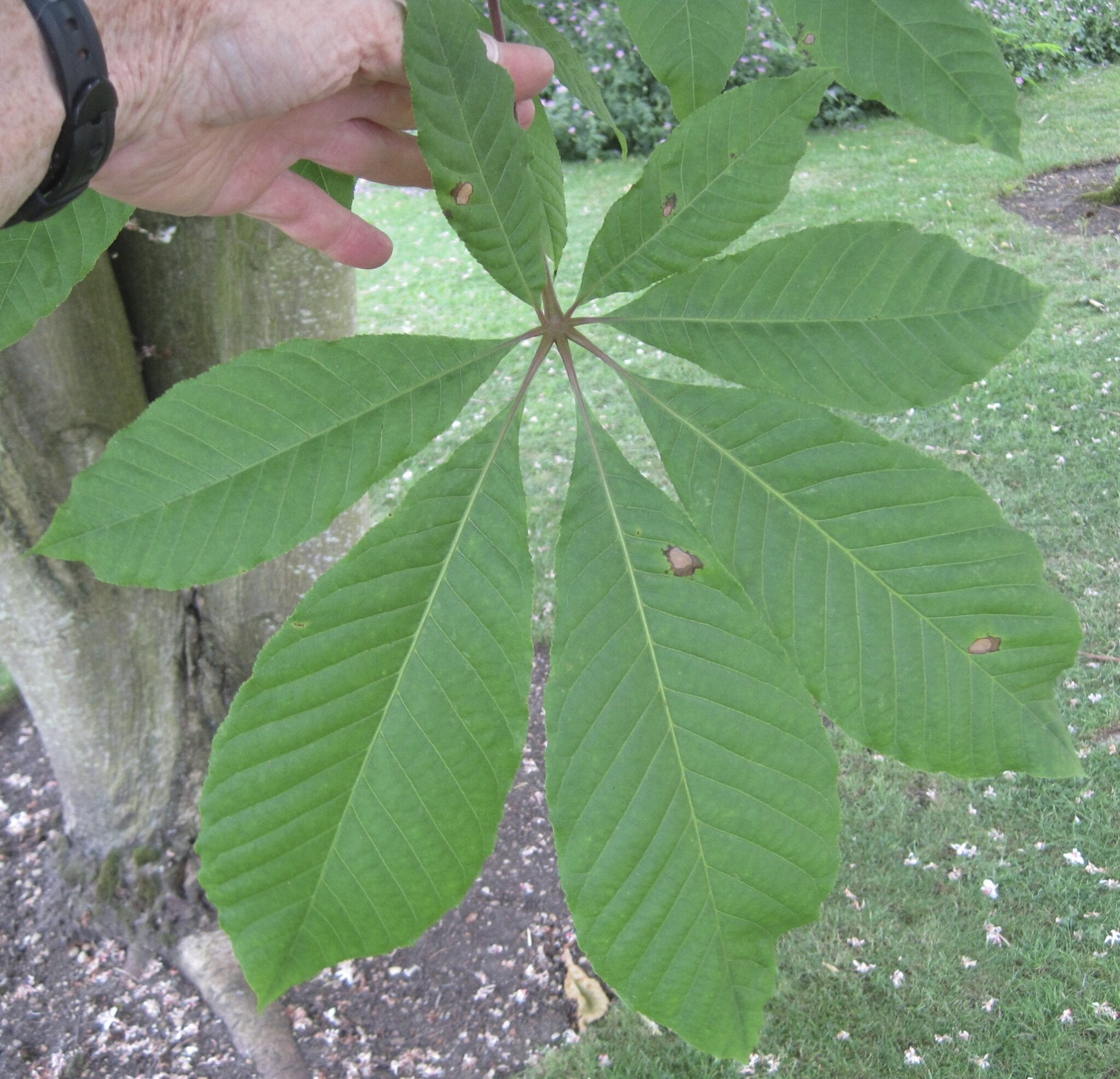 indian horse chestnut palmate leaf