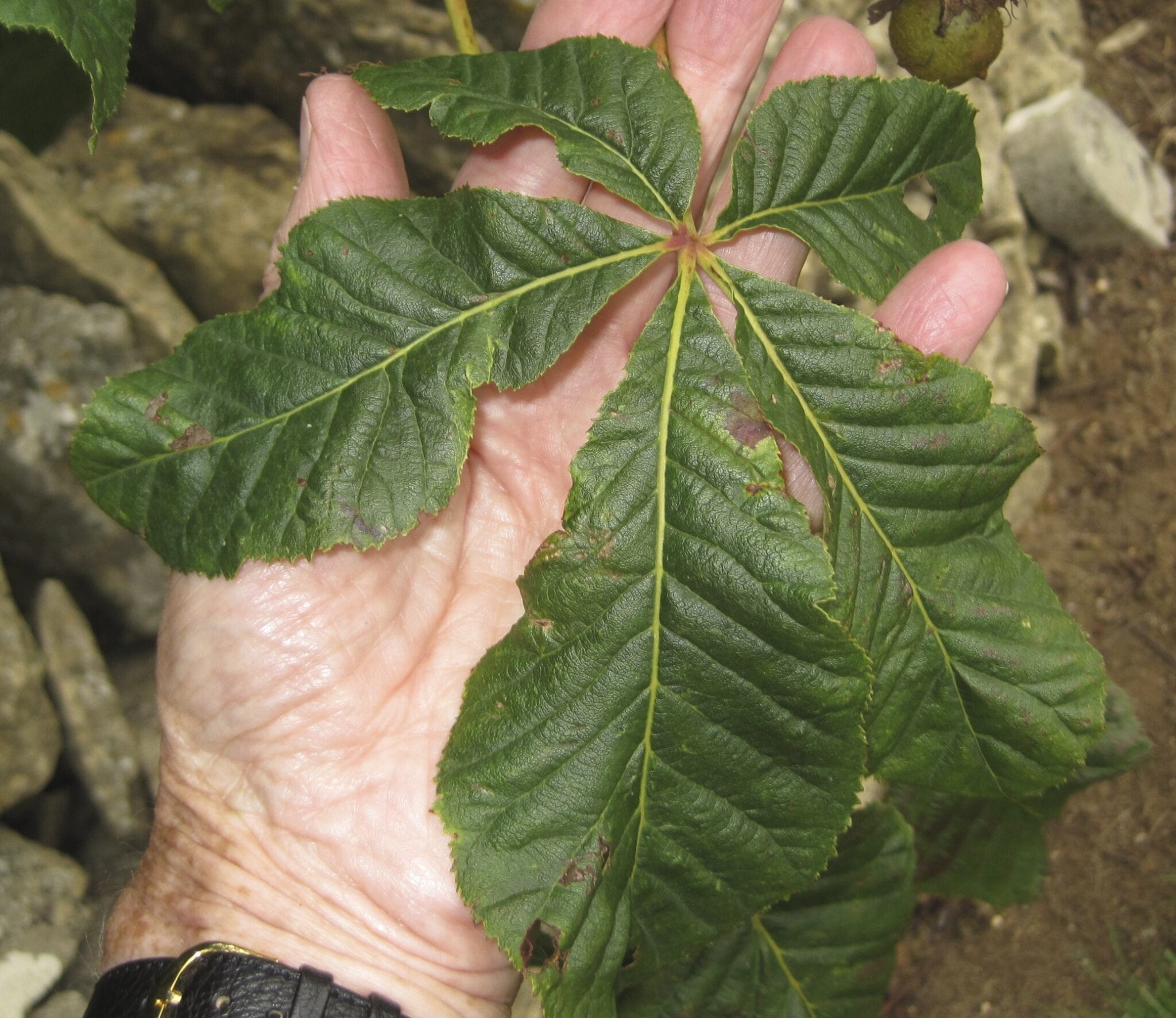 red horse chestnut palmate leaf