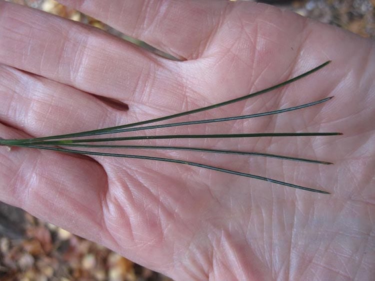 Arolla Pine needles