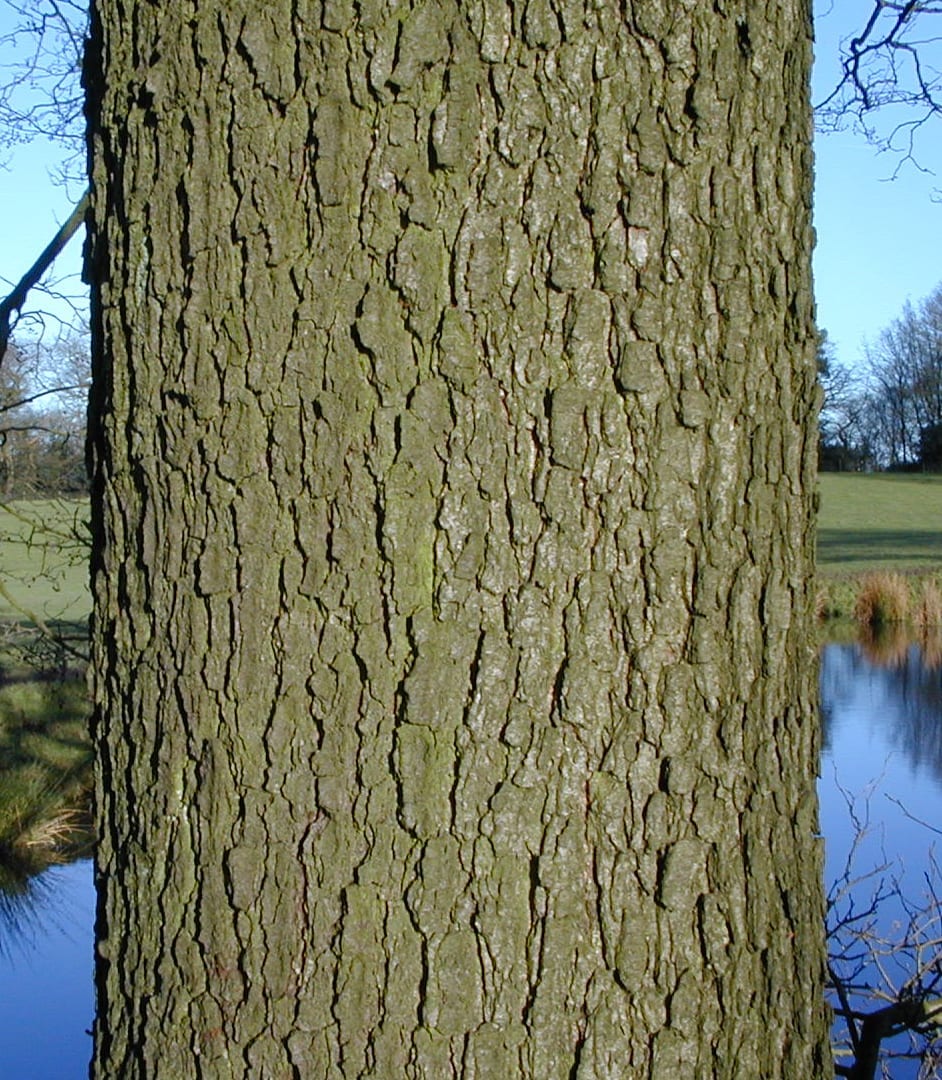 Bark Tree Guide UK Bark used for tree identification