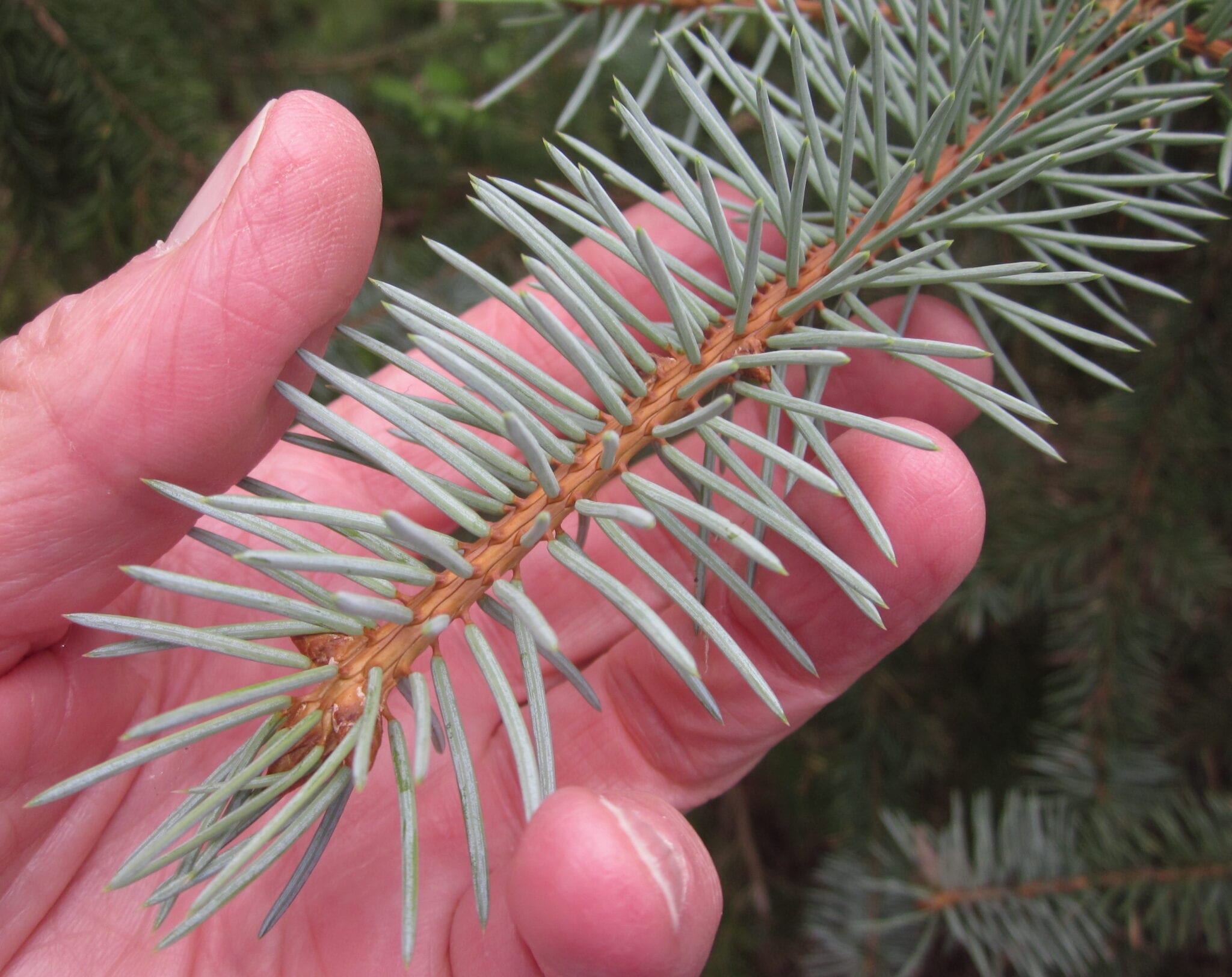 Austrian pine cone