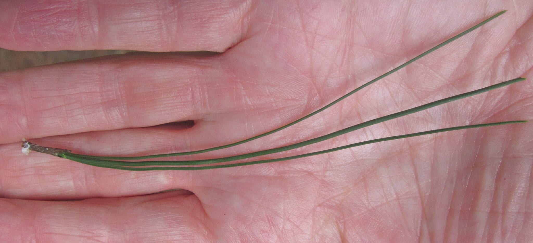 Monterey Pine needles