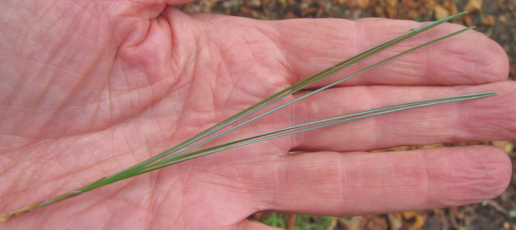 Bhutan Pine needles
