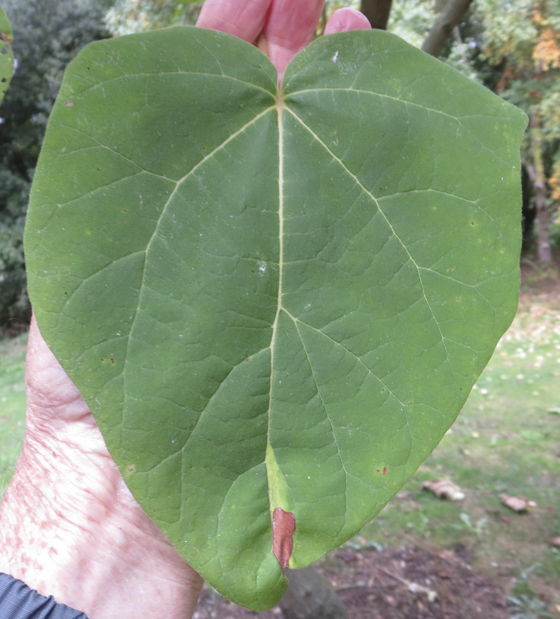 foxglove tree leaf