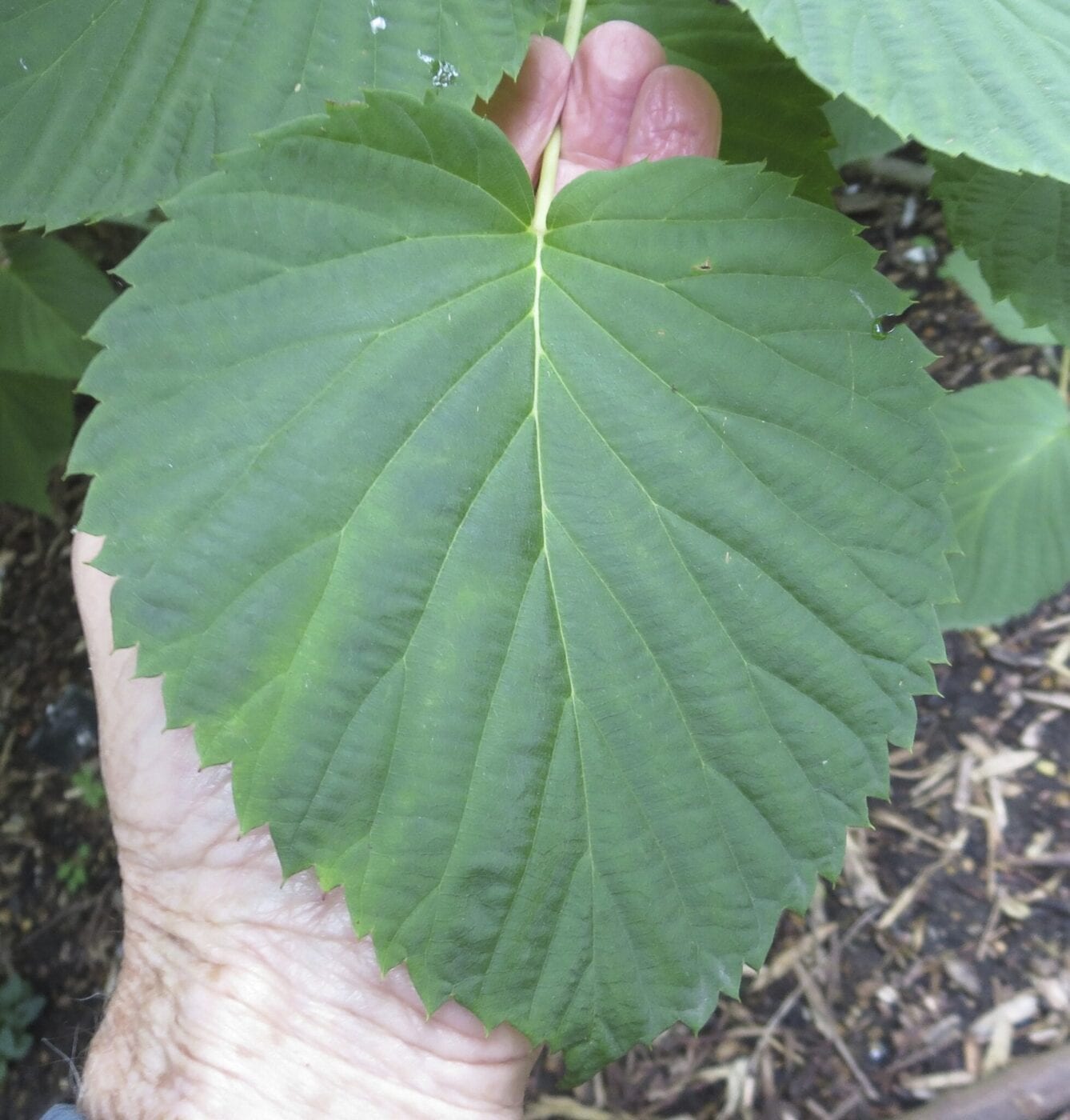 Handkerchief Tree leaf