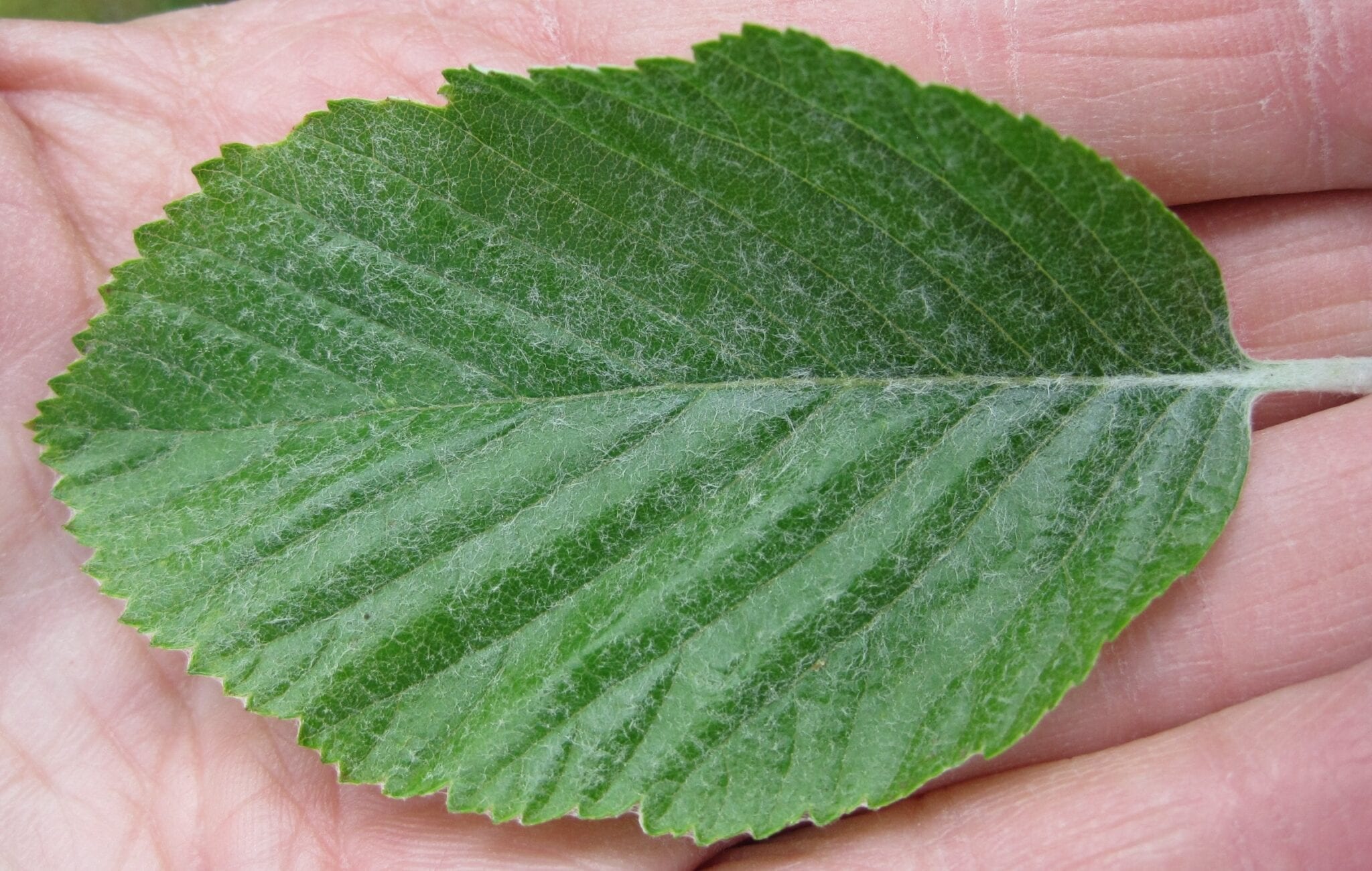 Common Whitebeam leaf