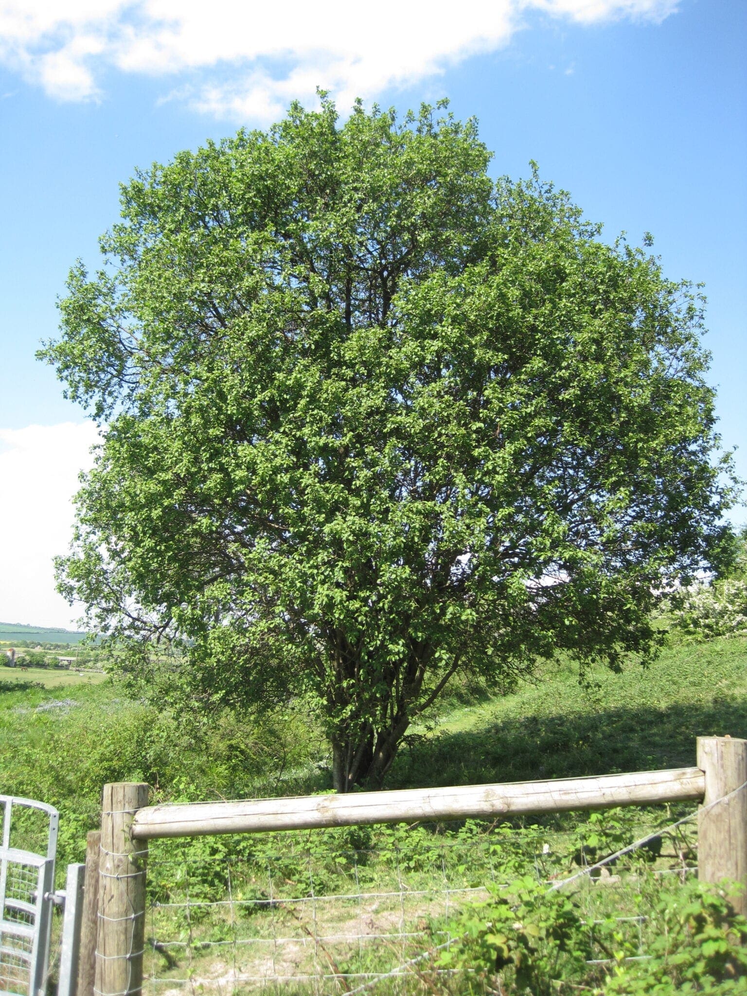 Purging Buckthorn Tree Guide UK Purging Buckthorn tree identification