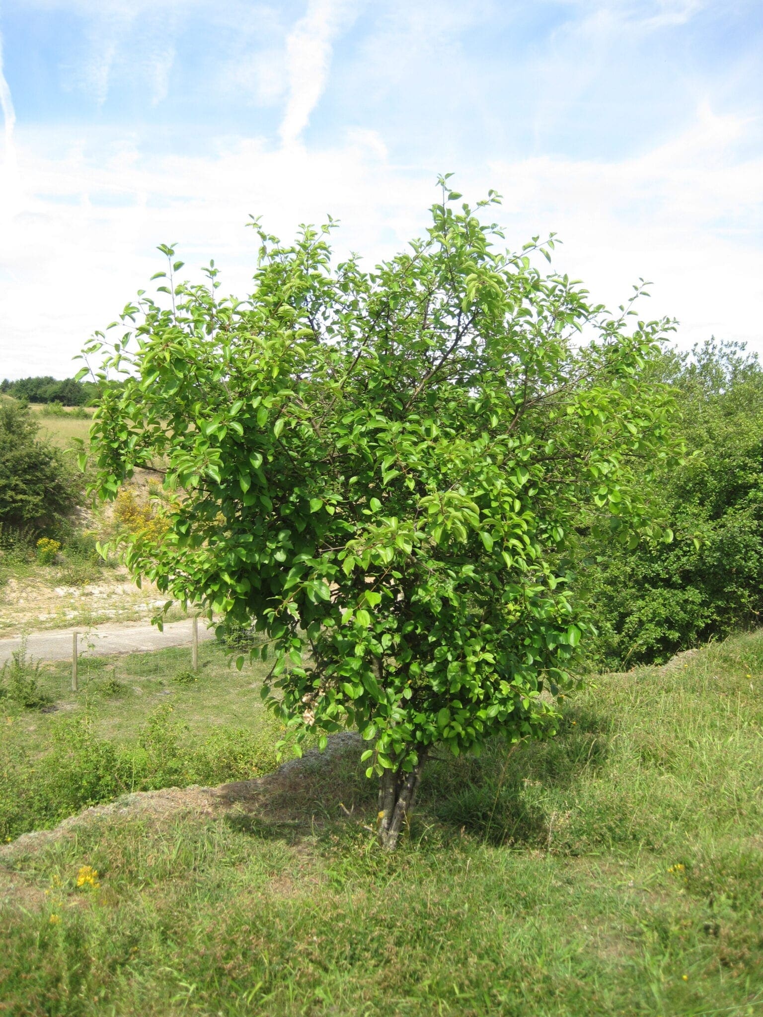Purging Buckthorn Tree Guide UK Purging Buckthorn tree identification