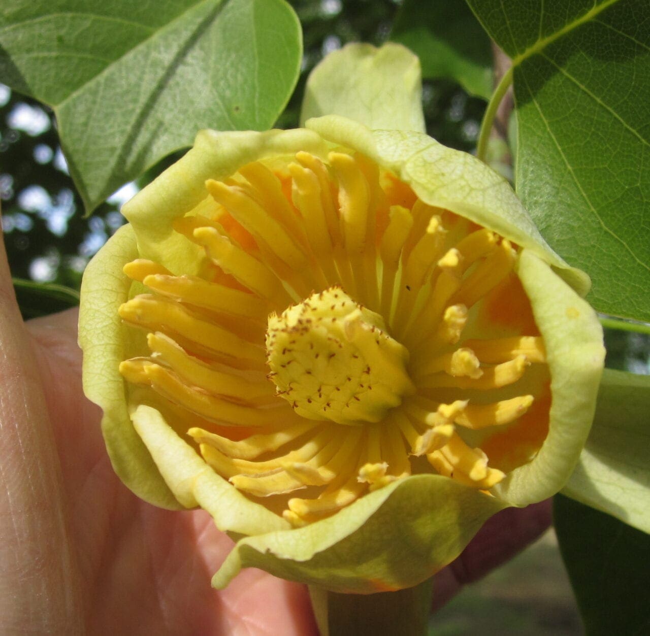 Exotic Trees Tree Guide UK Exotic trees in Britain