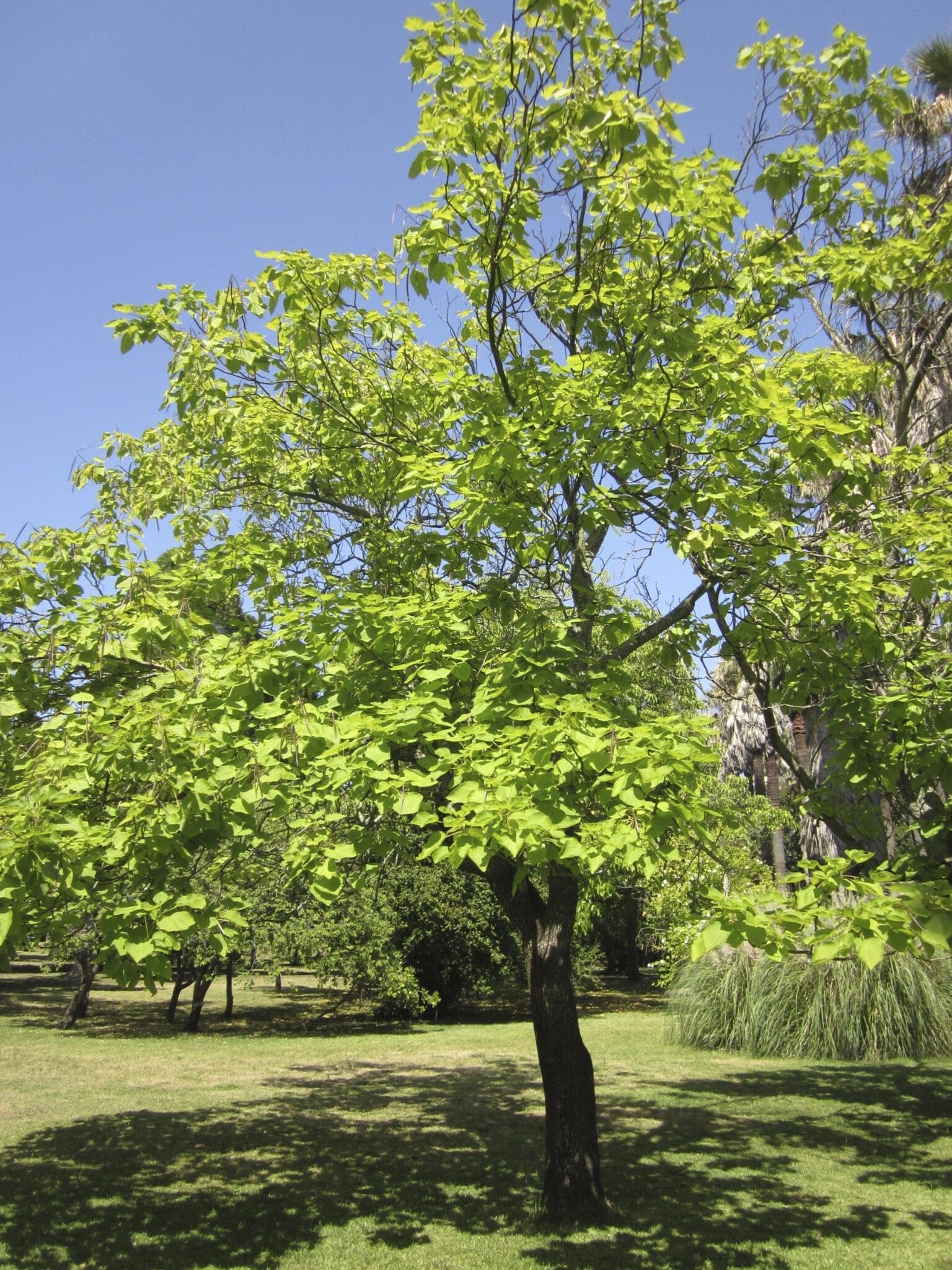 Southern Catalpa Tree Guide UK Southern Catalpa tree identification