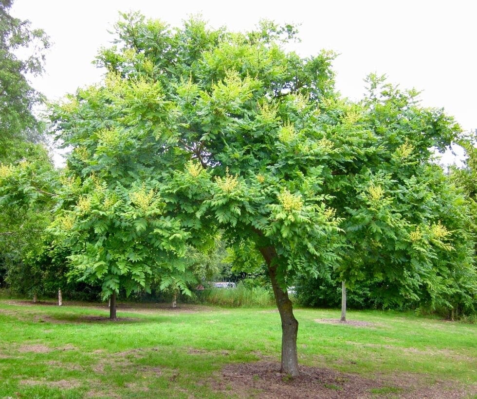 Golden Rain Tree Tree Guide UK Golden Rain Tree identification