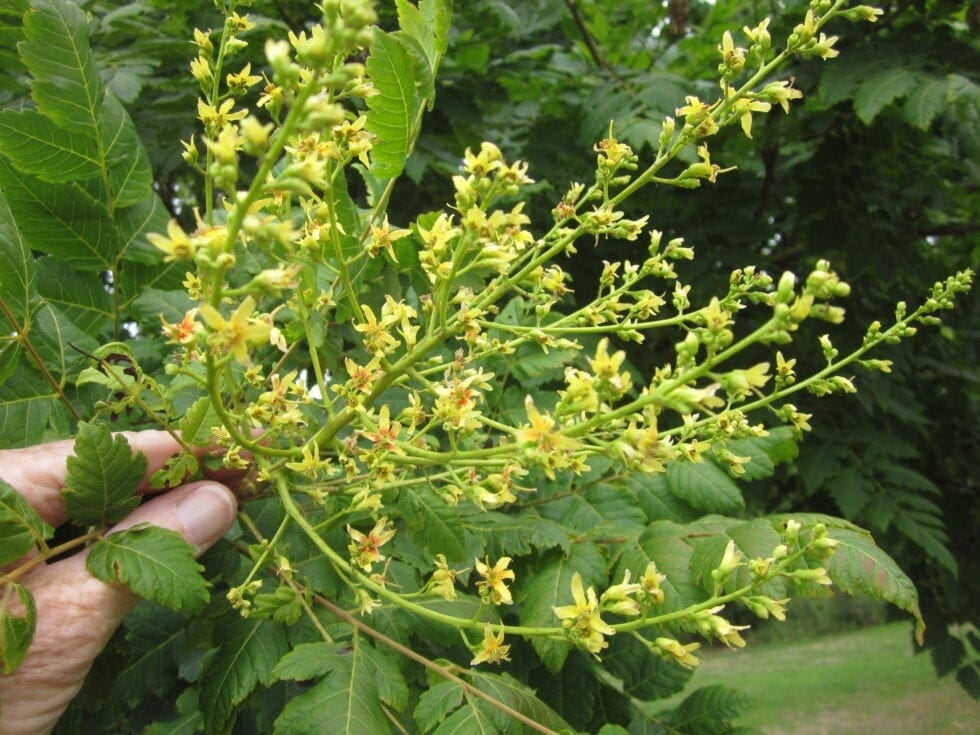 Golden Rain Tree Tree Guide UK Golden Rain Tree identification
