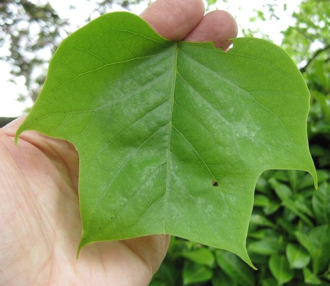 Tulip Tree leaf