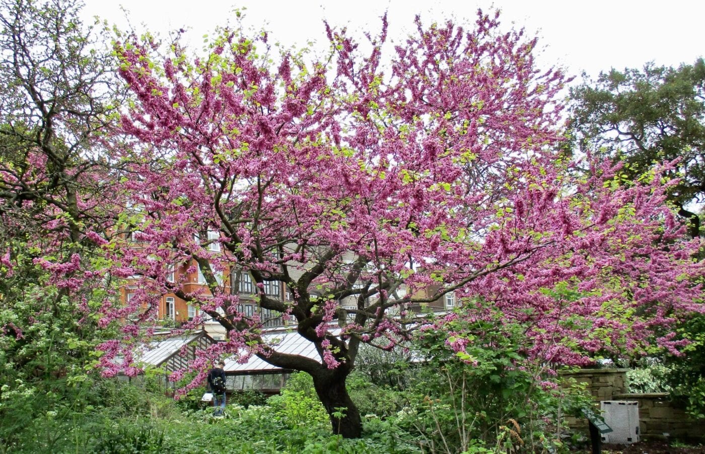 Judas Tree in spring