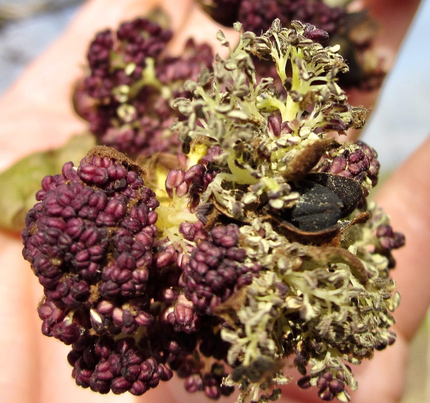common ash tree male flowers releasing pollen