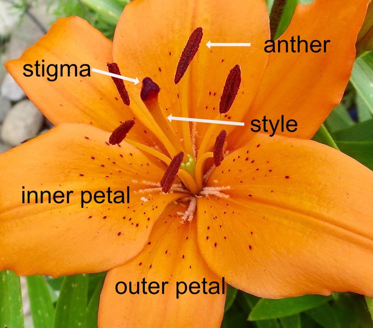 Lily Family Lily family