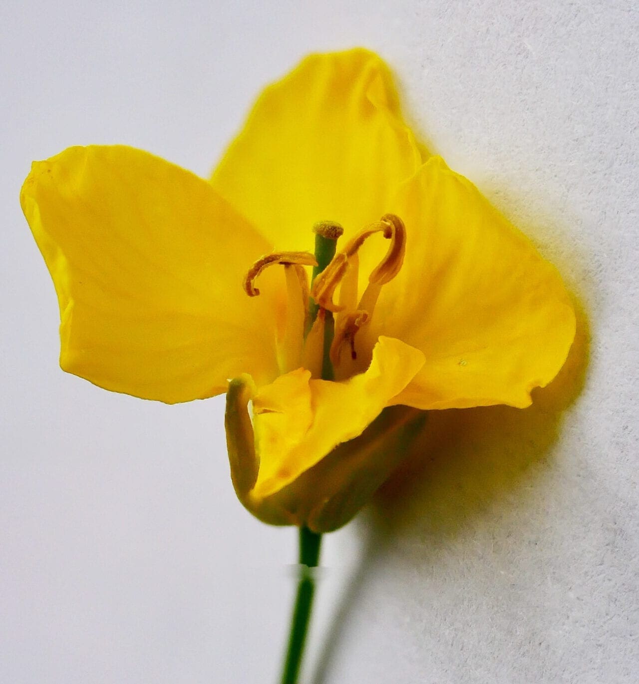 Cabbage Family Cabbage Family