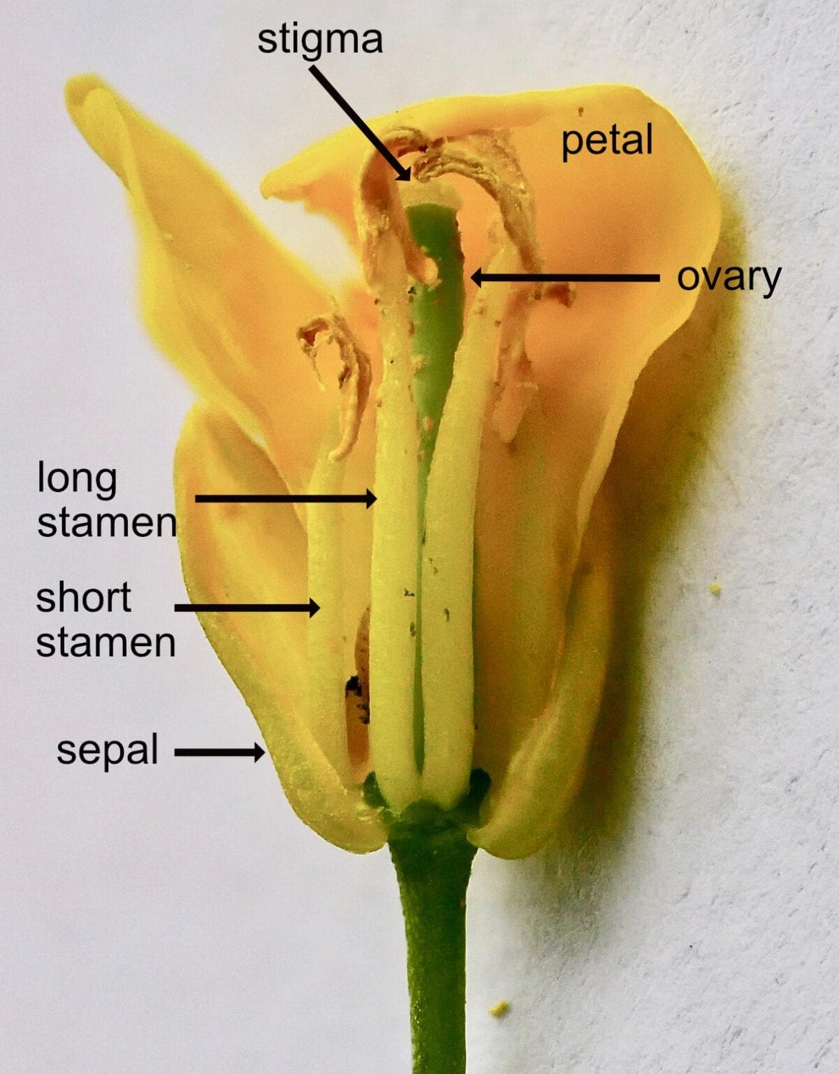 Cabbage Family Cabbage Family