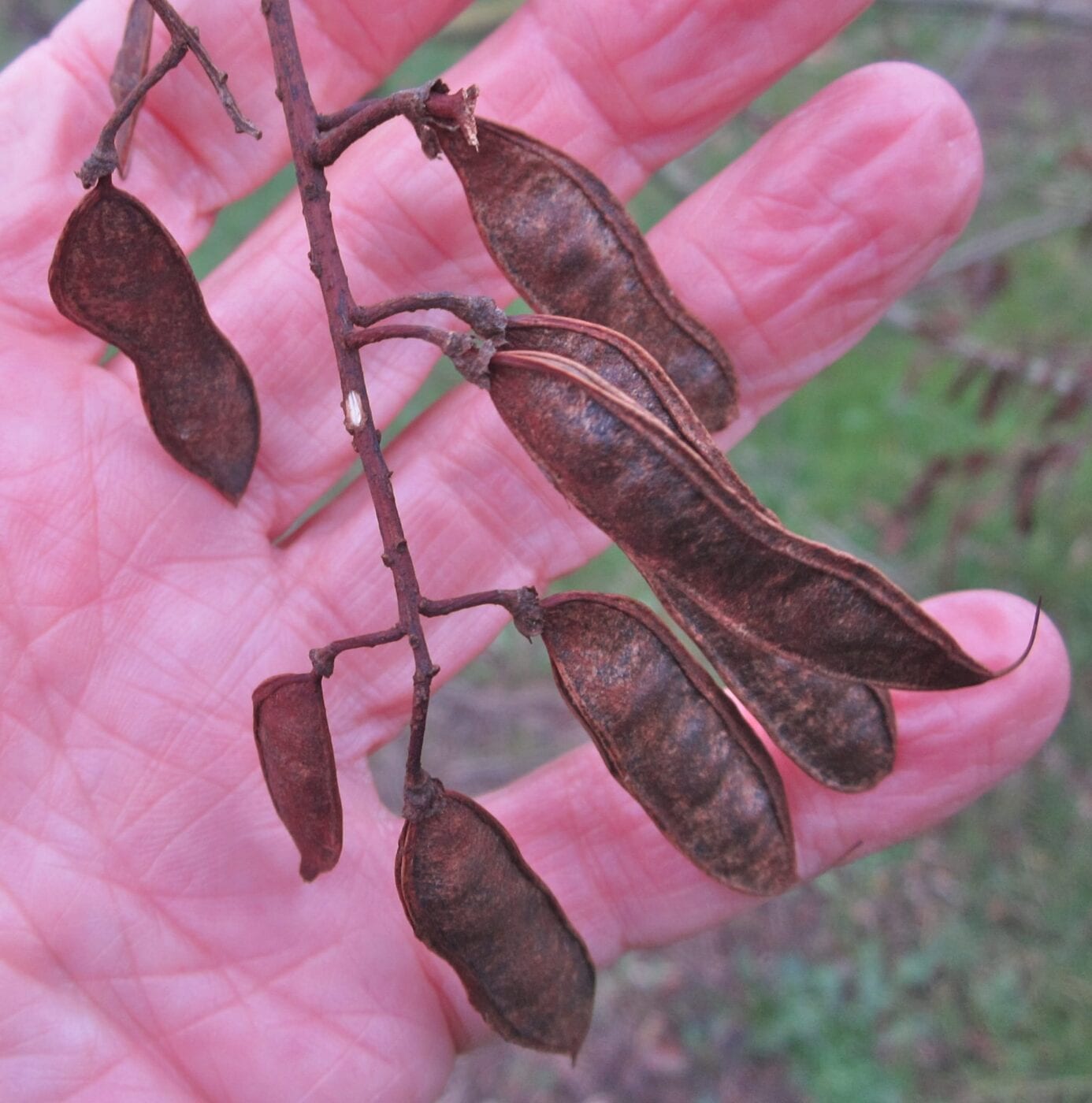 False Acacia seed pods in winter