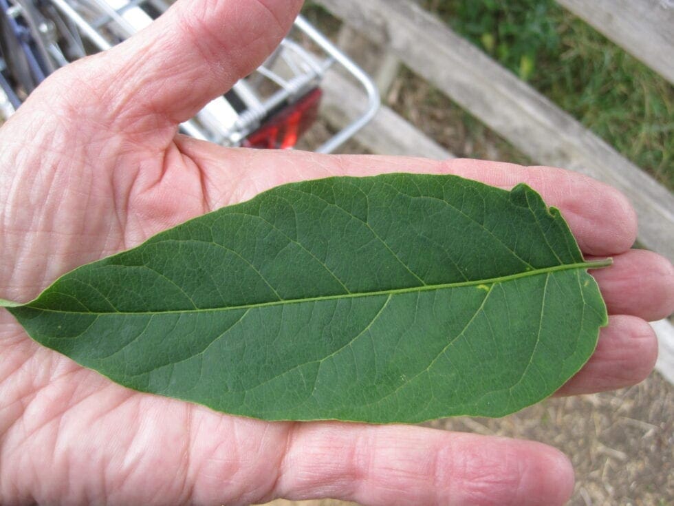 Tree of Heaven Tree Guide UK Tree of Heaven identification