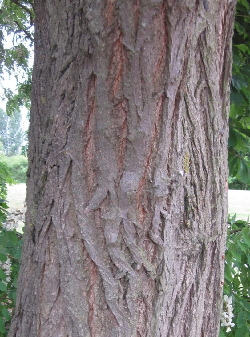 False Acacia bark