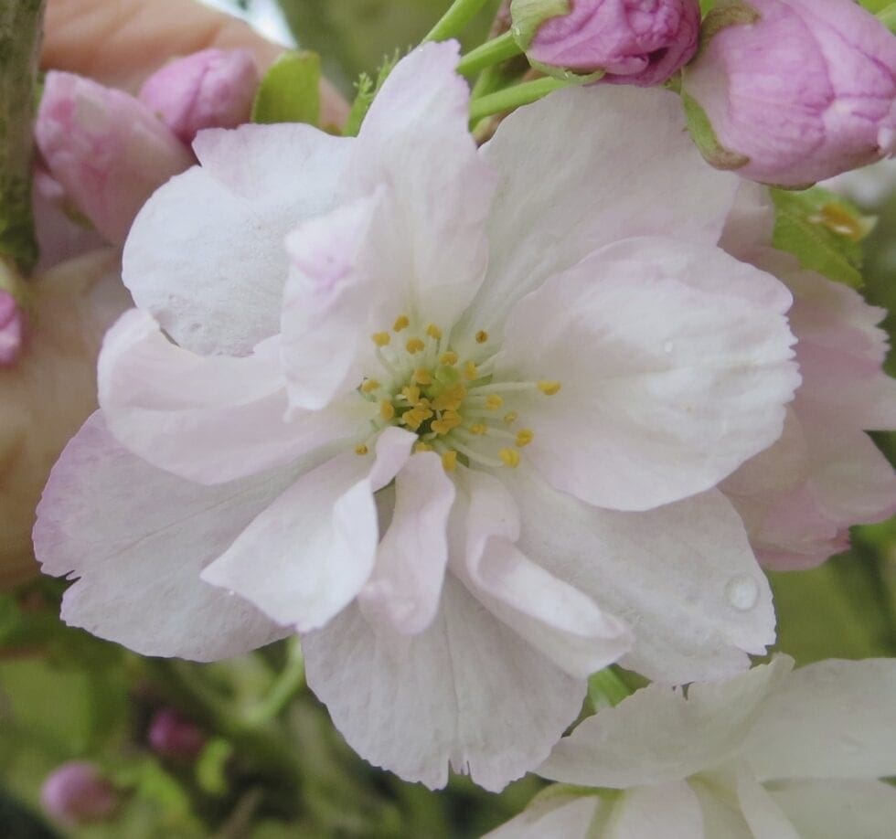 Cherry Blossom Trees Tree Guide UK Cherry blossom tree identification