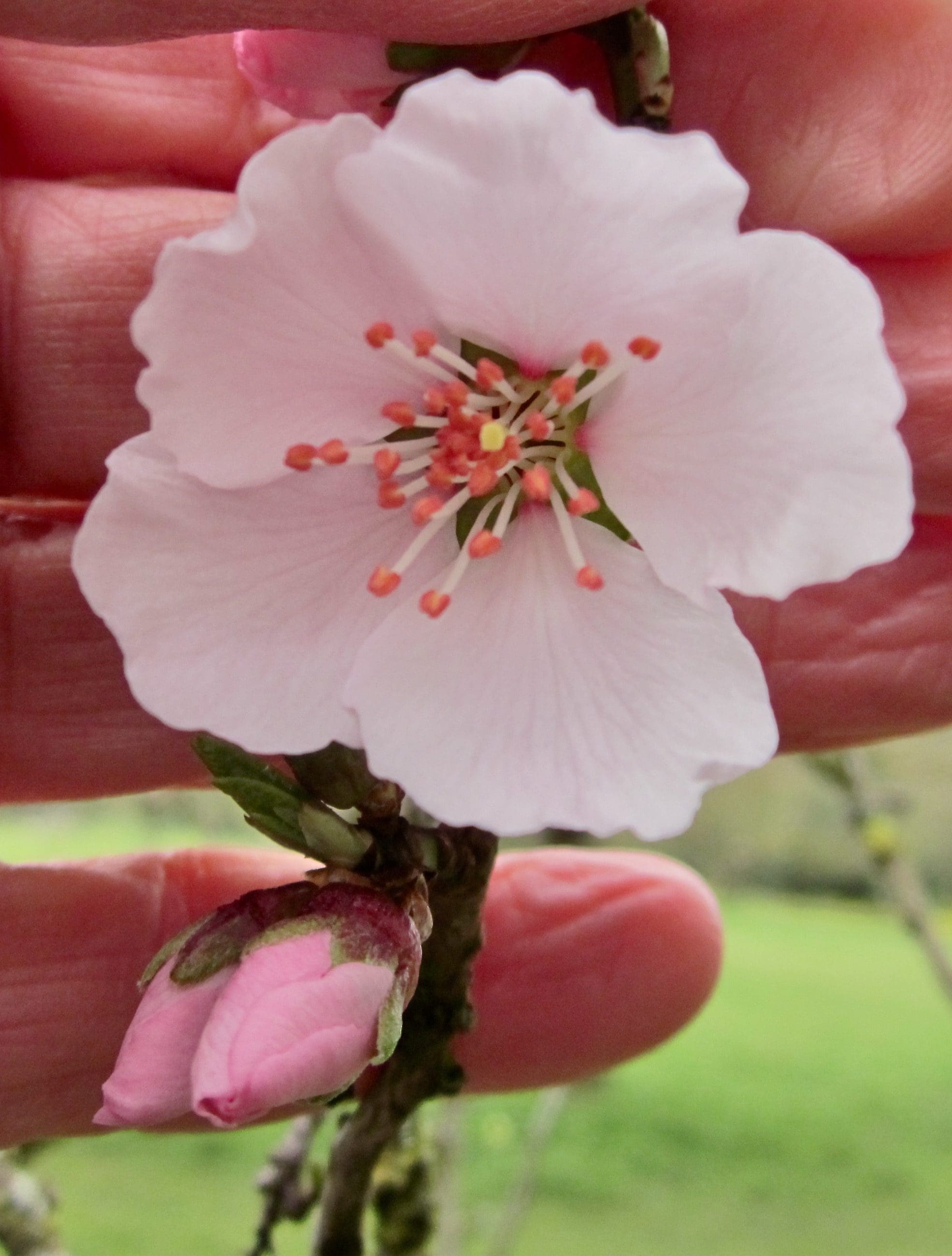 Almond Tree Guide Uk