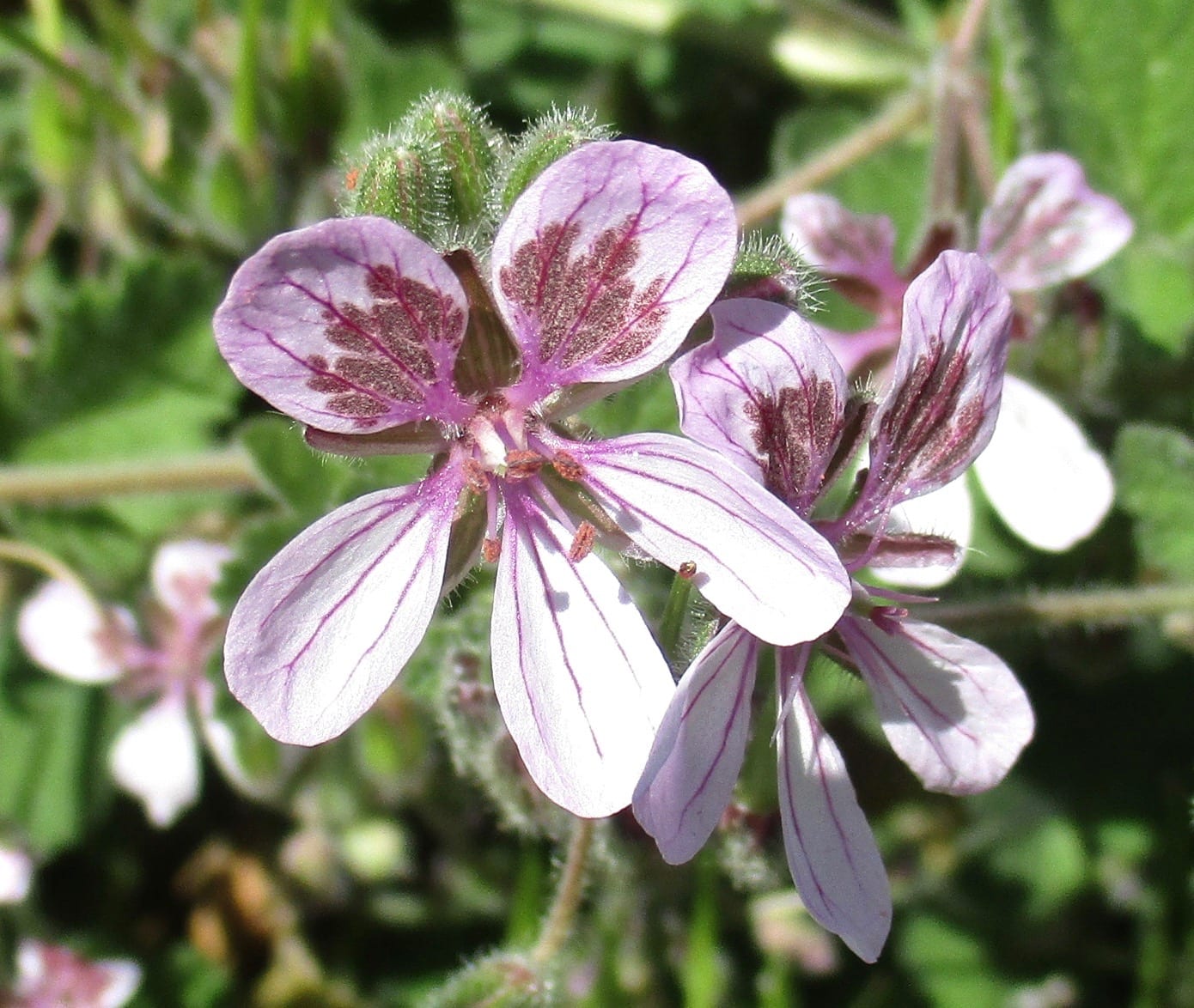 erodium trifolium flower