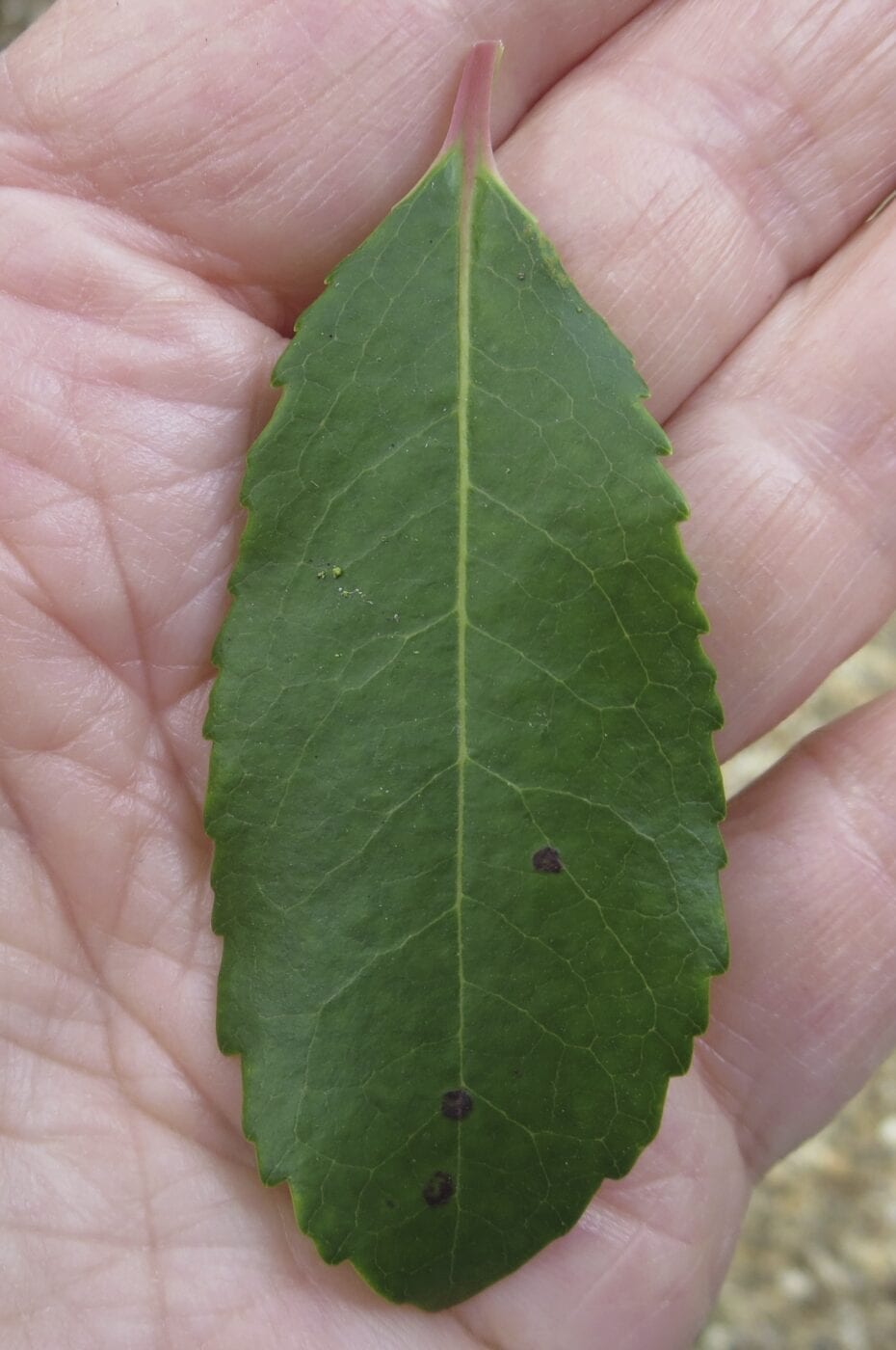Strawberry Tree leaf