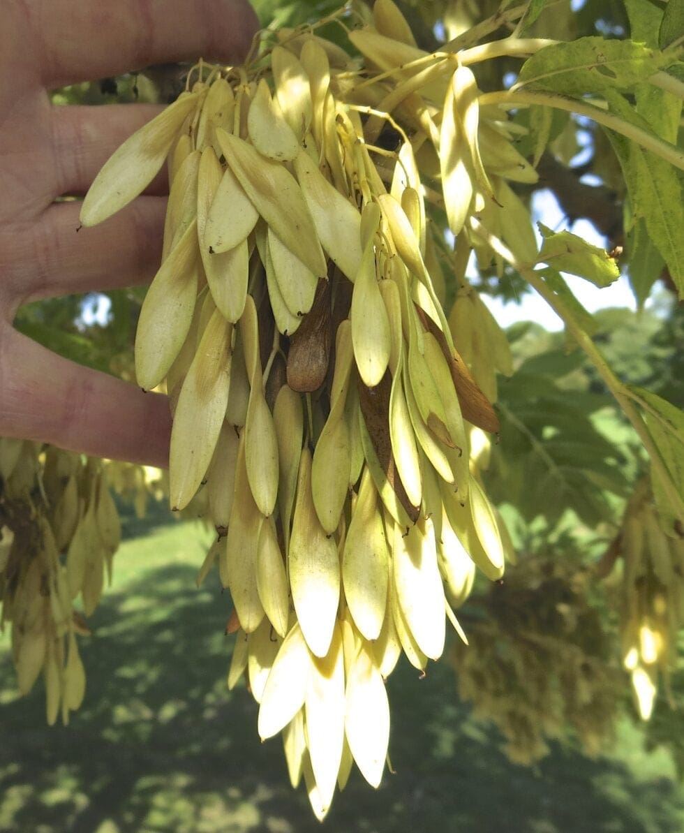 More Ash - Tree Guide UK - more ash tree species identification
