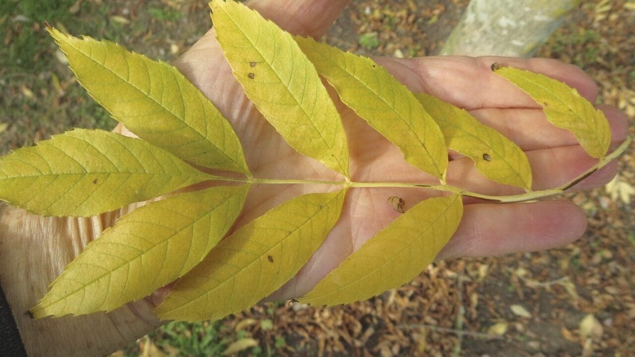 More Ash Tree Guide UK more ash tree species identification