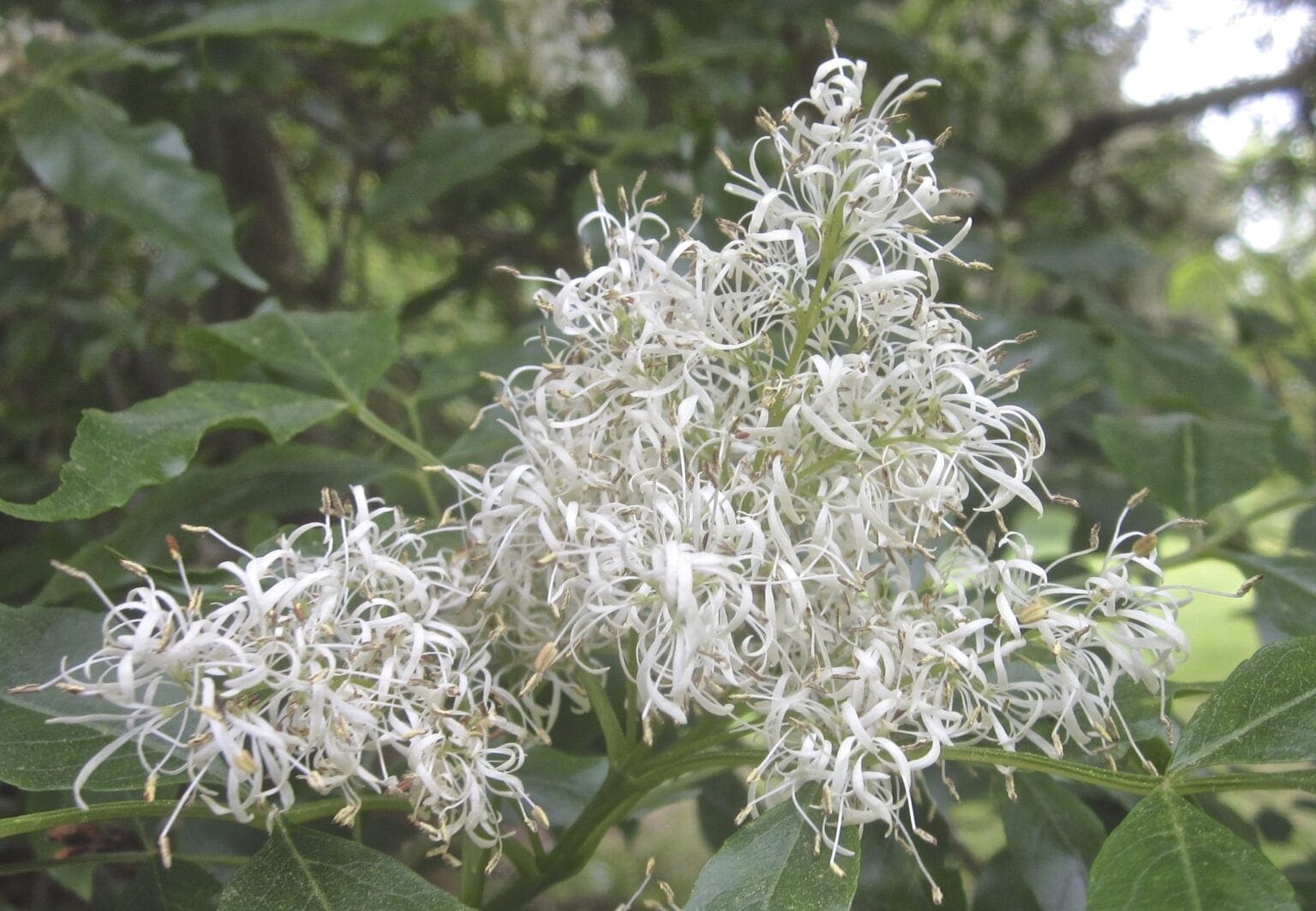 More Ash - Tree Guide UK - more ash tree species identification