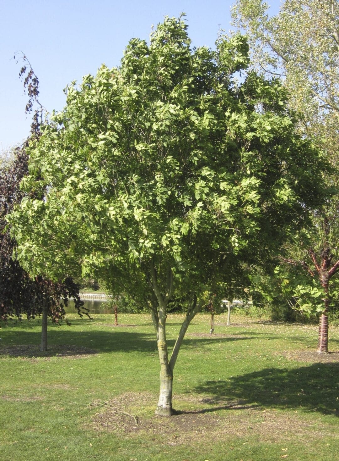 More Ash - Tree Guide UK - more ash tree species identification