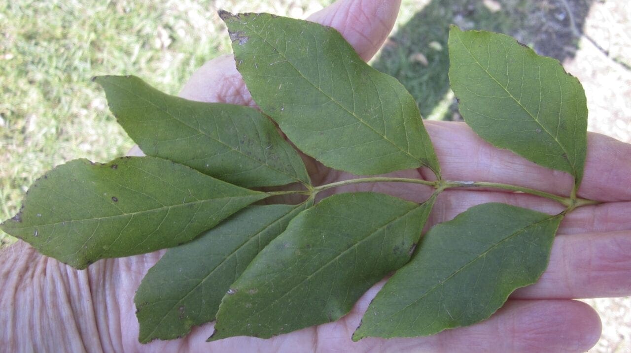 More Ash - Tree Guide UK - more ash tree species identification