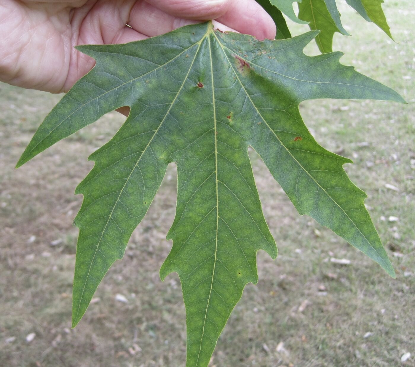Oriental Plane leaf