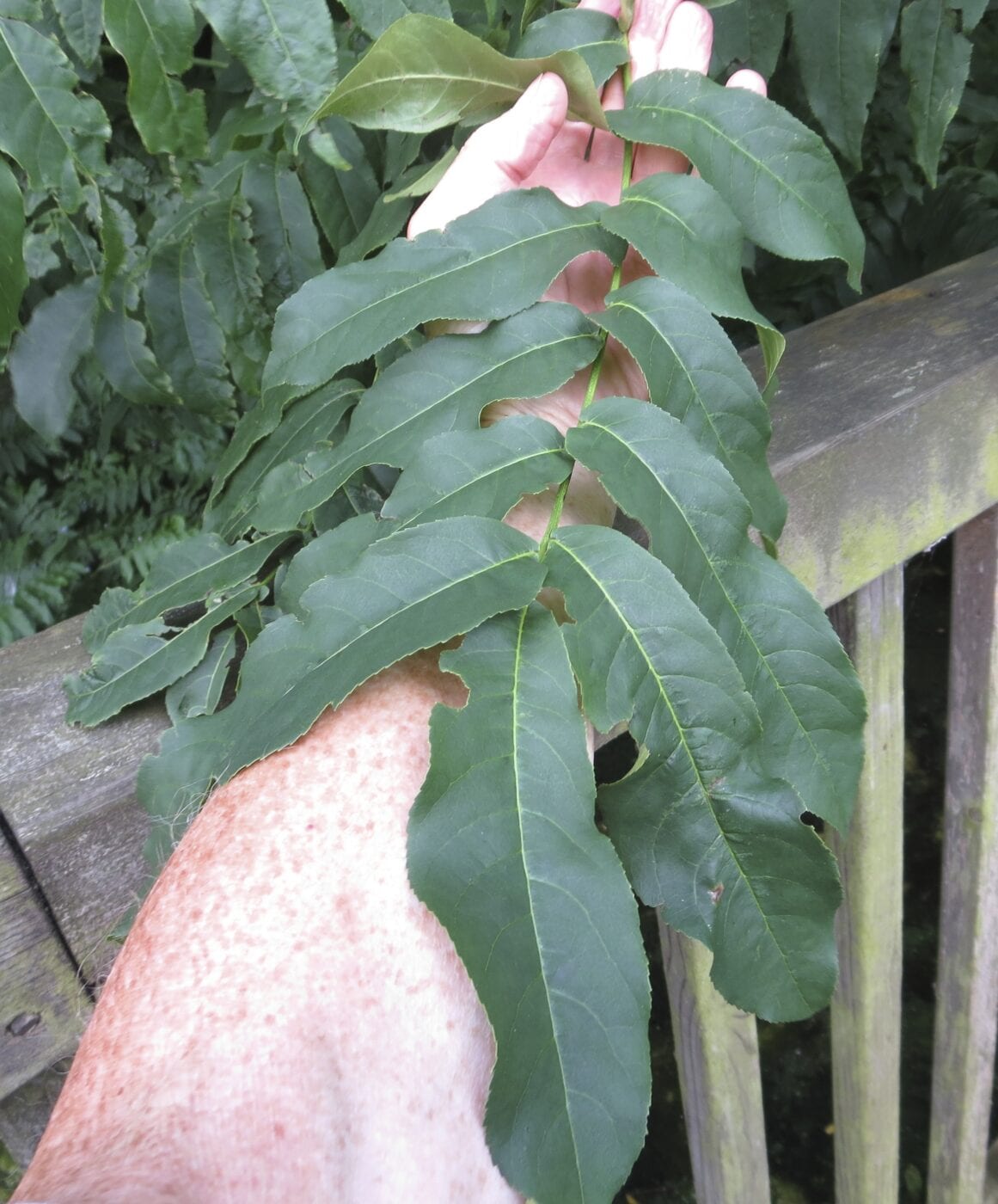 Caucasian Wingnut pinnate leaf