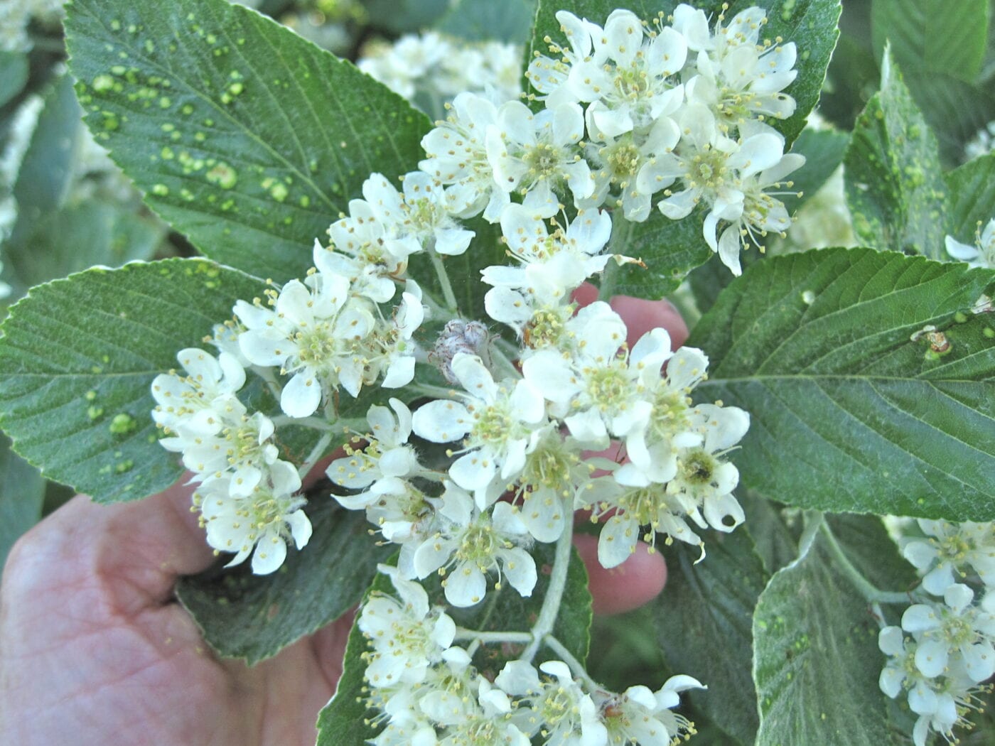 Common Whitebeam flowers