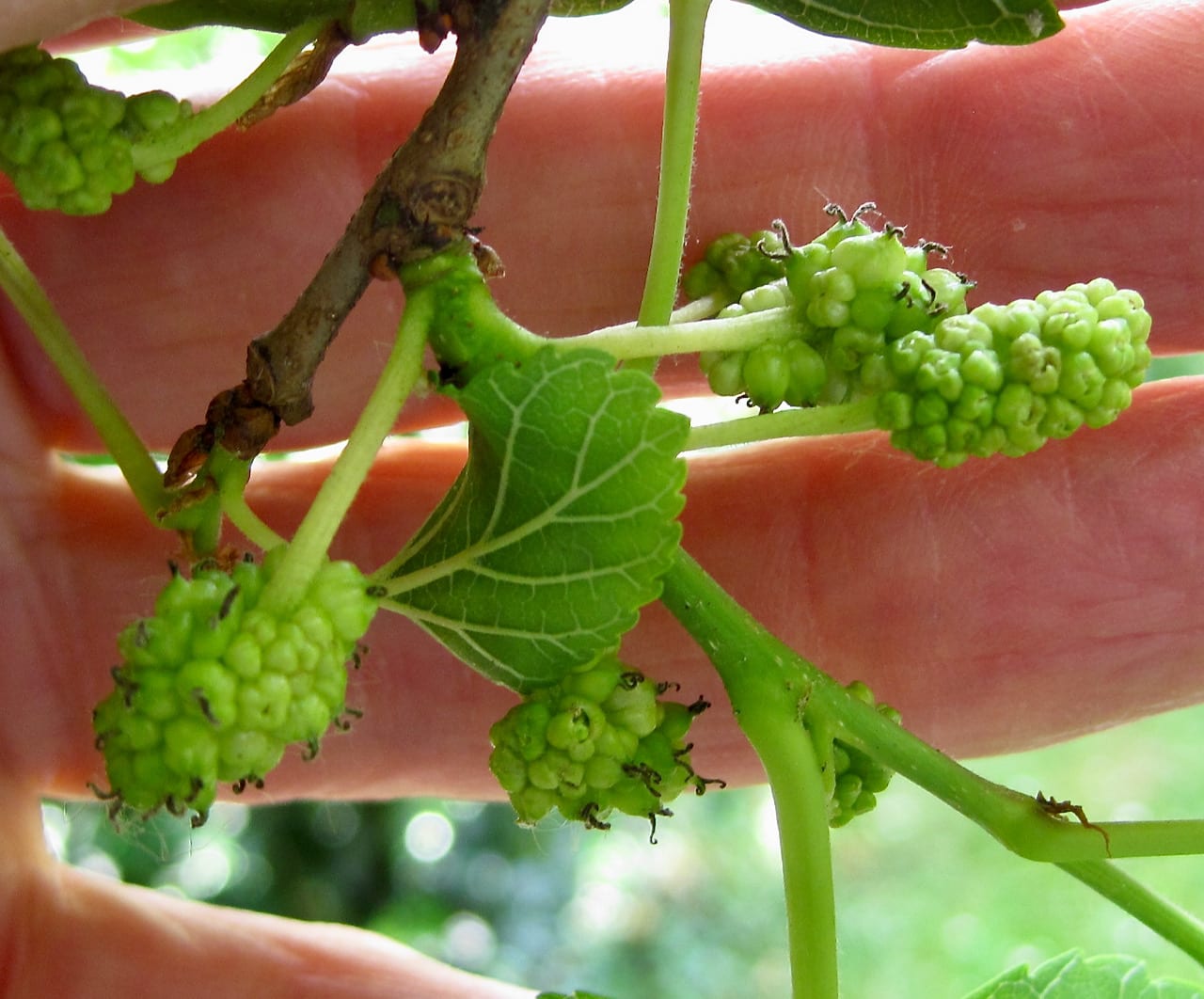 White Mulberry female flower clusters