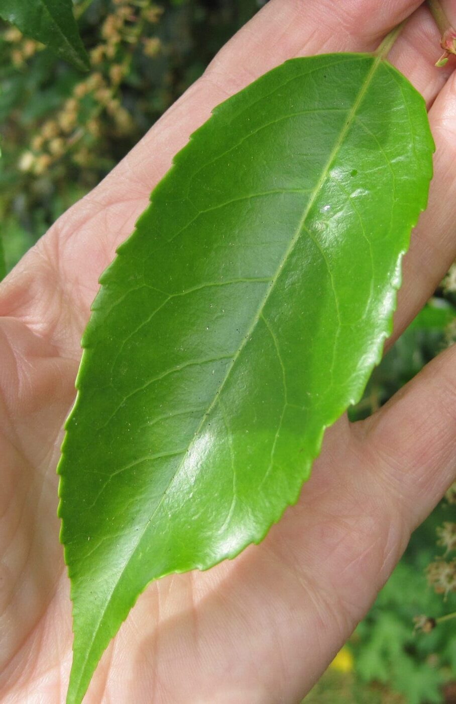 Portugal Laurel leaf