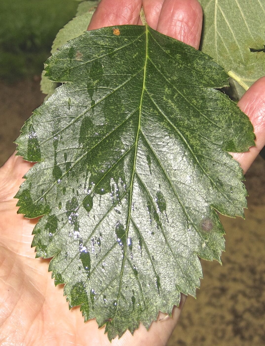 Swedish Whitebeam leaf