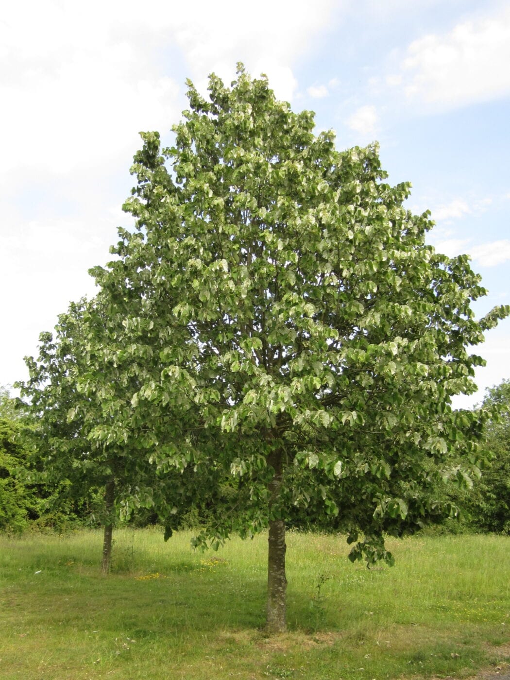 Silver Lime tree