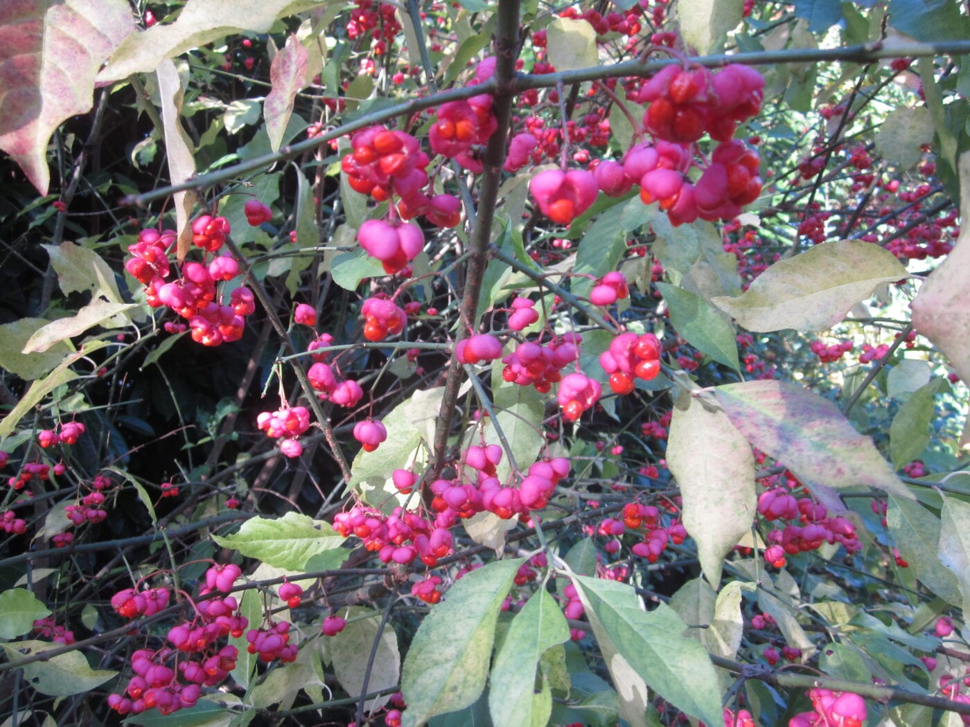 Spindle tree fruit in autumn