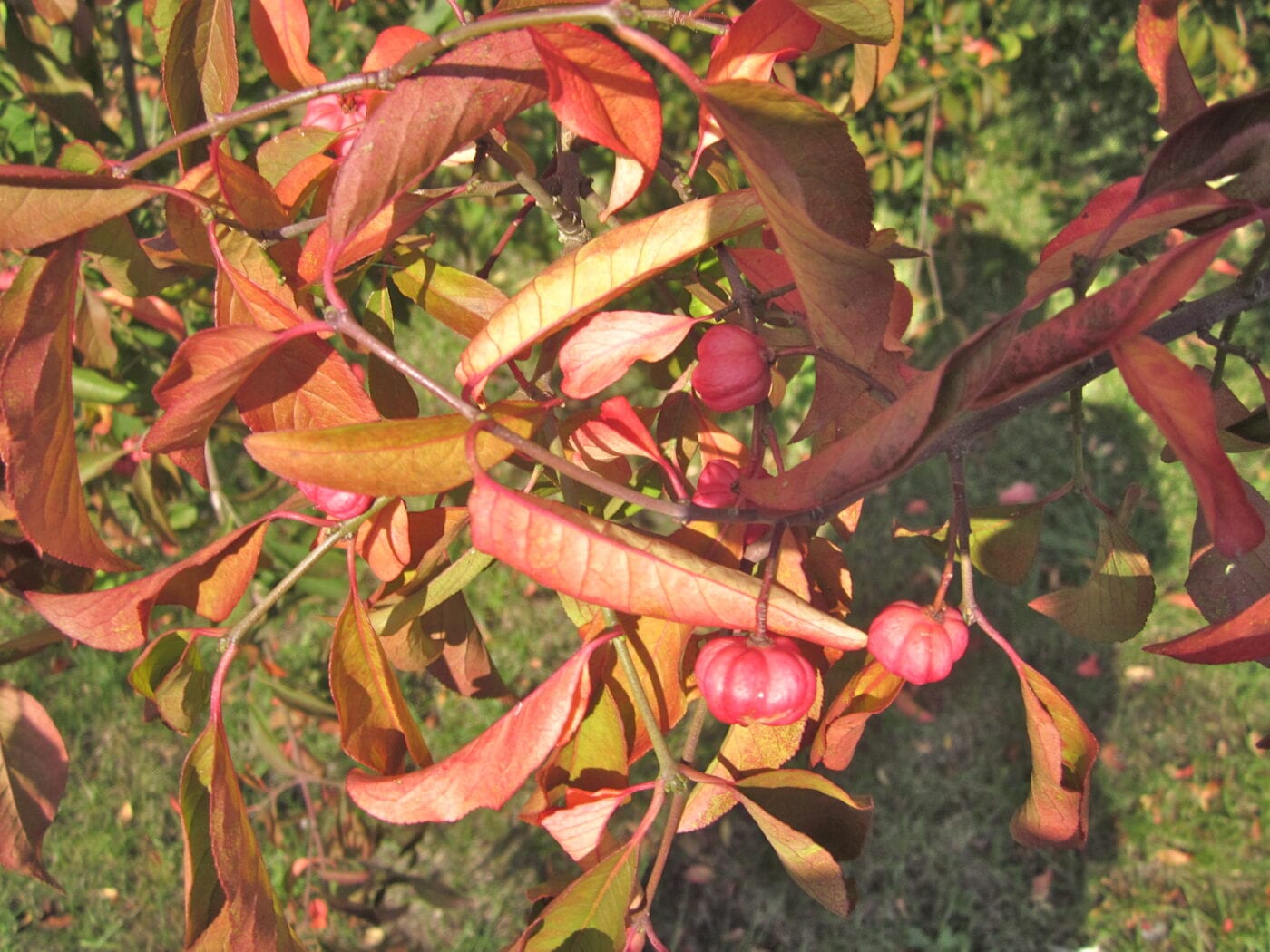 Spindle tree leaves and fruit in autumn