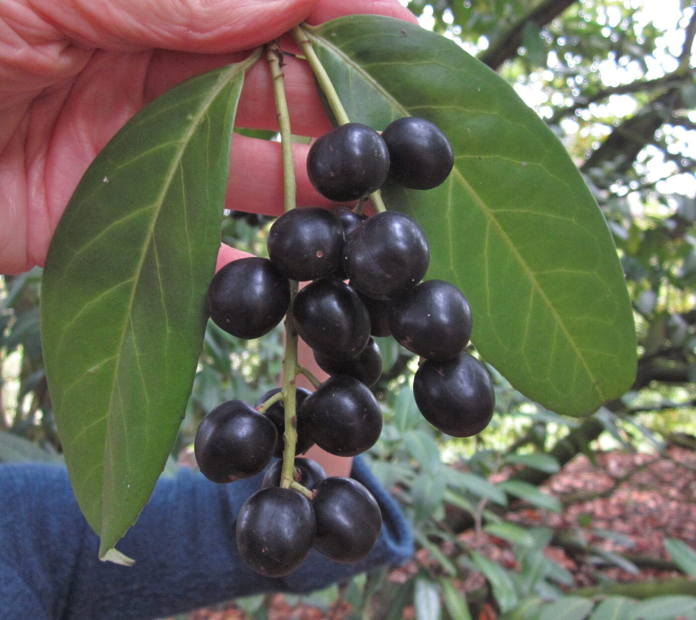 Cherry Laurel fruit