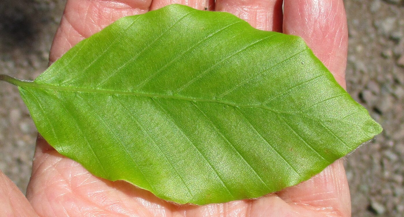 beech tree leaf