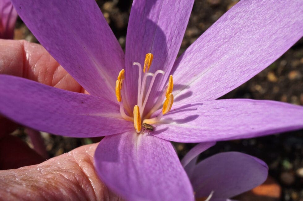 Colchicum Family - Colchicum Family