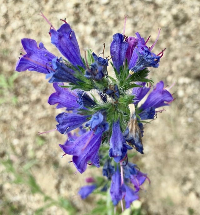 vipers bugloss flowers