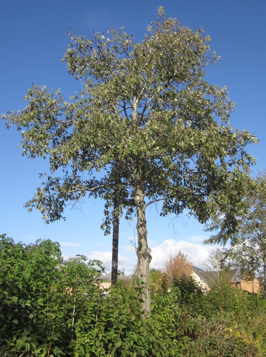 Grey Alder tree